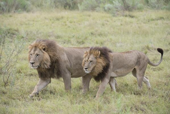 动物界伪郎：雄性化的母狮