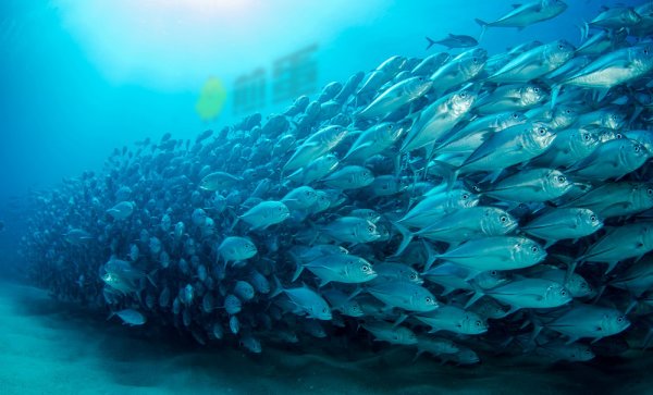 甘当吃瓜群众：鱼群里的鱼会故意压抑自己的个性