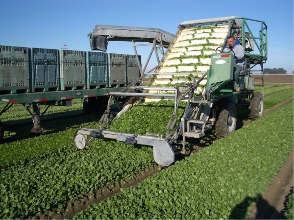 为什么吃完菠菜以后感觉牙齿怪怪的