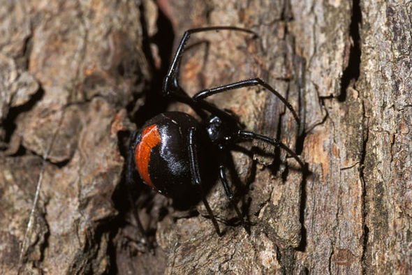 有的毒蜘蛛咬人会让丁丁变大,而有的人丁丁被毒蜘蛛咬了两次