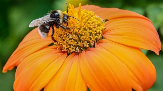 图片来源:Serg_Velusceac/iStock