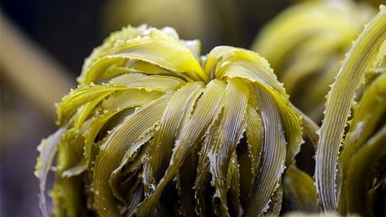 图片来源：Peter Pearsall/U.S. Fish and Wildlife Service