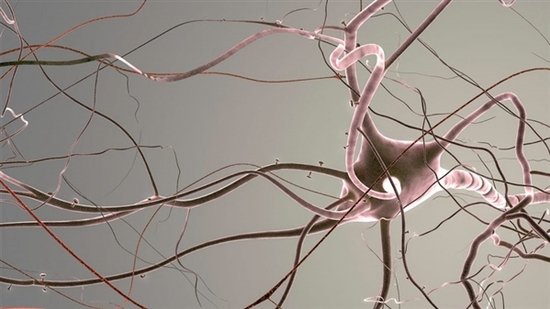 树突棘可能影响若干精神病。图片来源:whitehoune/iStockphoto