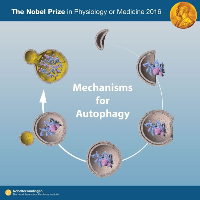 大隅凭发现细胞自噬的启动机制，夺得诺贝尔医学奖殊荣。
