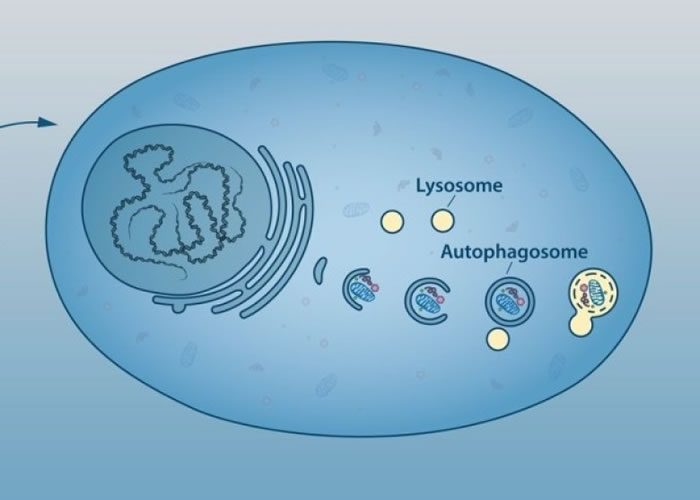 今届诺贝尔医学奖得主大隅良典，成功探明细胞自噬机制。