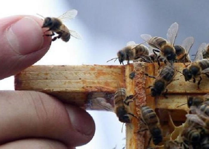 雄性蜜蜂交配及享受高潮后,便会睾丸爆裂而亡。