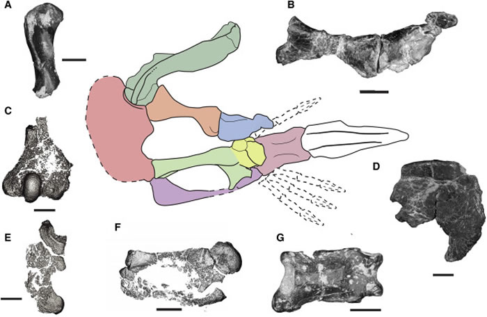 2亿年前变色龙一样的爬行动物“镰龙”有难以置信的独特前肢