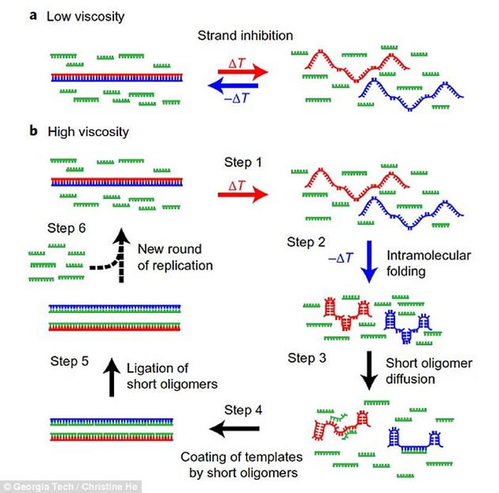 图a显示,在只有水的环境中,复制过程无法继续。图a显示,粘性的增稠剂可以让基因链与可能的复制版本部件进行配对。