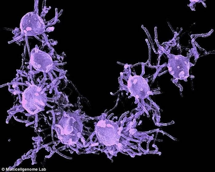 最新研究表明,多细胞生物至关重要的过渡转变可能比之前预想得更加微妙,远古单细胞生物已具有一些功能,可以分支形成较复杂的生命形式。