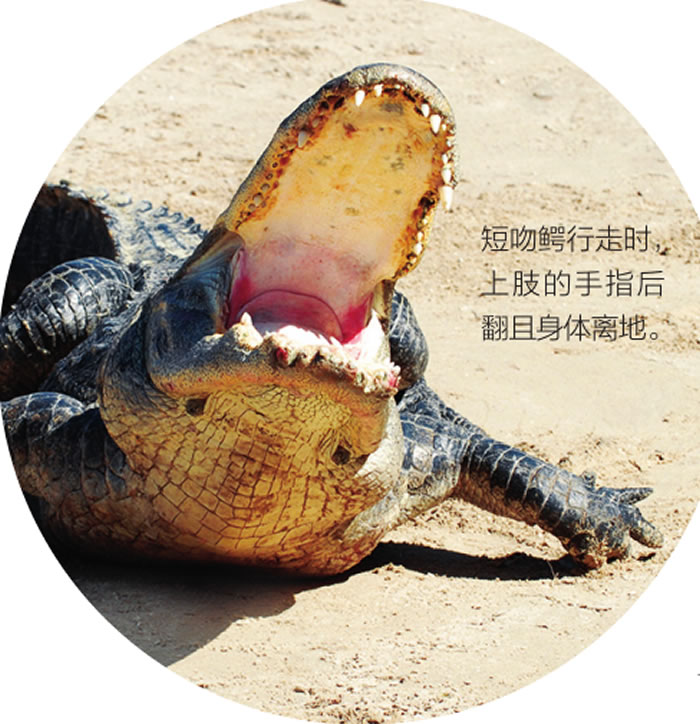 短吻鳄或可帮助揭示恐龙如何从两足行走向四足行走进化