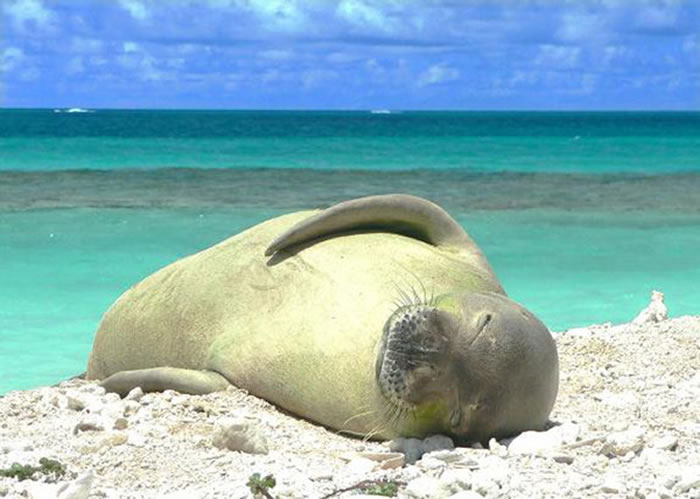 全球只剩1300只夏威夷僧海豹，而就有200只在夏威夷近的海域生活。