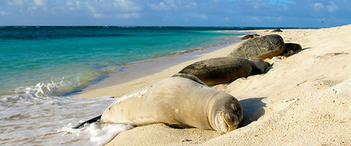 目前已经过8只夏威夷僧海豹感染弓浆虫死亡。
