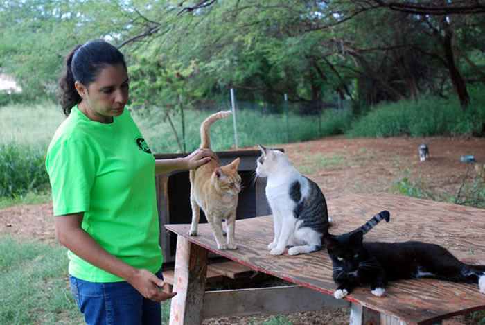 夏威夷随处都可见到猫咪