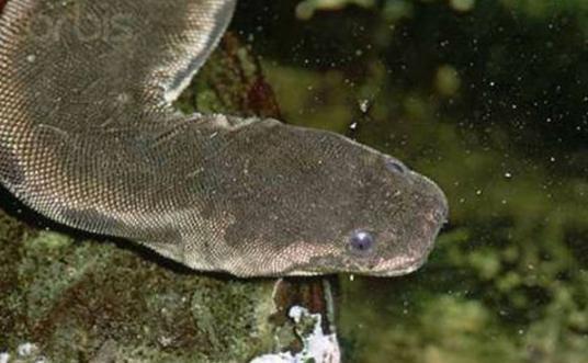 揭秘马来西亚1.7米的巨型“水蛭” 到底是何方神圣？