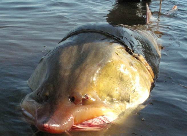 这种鱼叫做鳇鱼，是一种非常古老的鱼类，在地球上已经存在一亿多年。