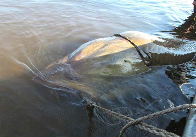 鳇鱼习性凶猛，嗜食，饥饿时会撕咬同类。
