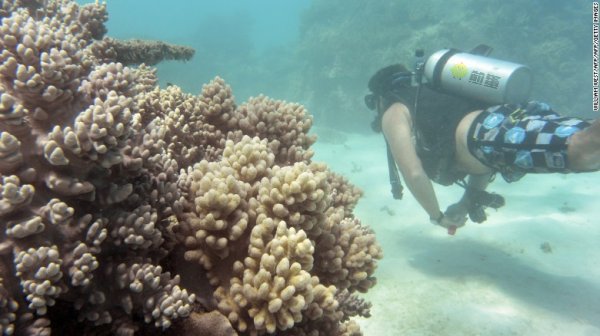 大堡礁还没有死透,但是亟待保护