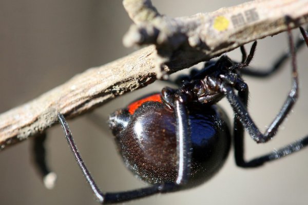 酷病毒:窃取黑寡妇的有毒基因做武器
