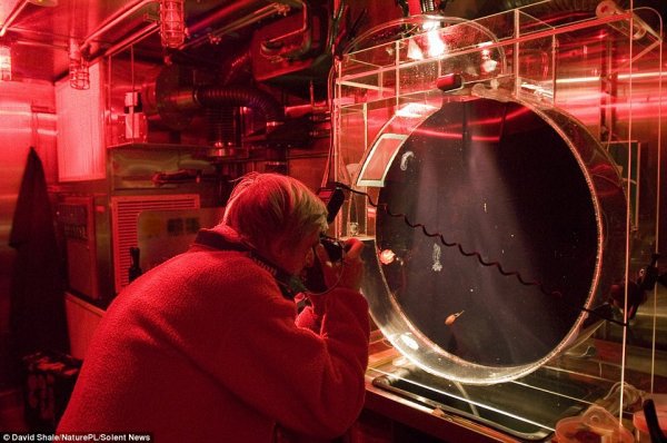 镜头下的神秘深海居民