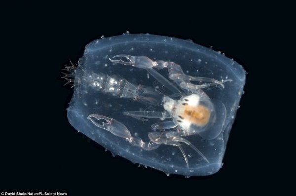 镜头下的神秘深海居民