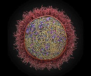 3D细胞建模能使我们在整个细胞的层面上对生命的基本组成成分有更深层次的了解。