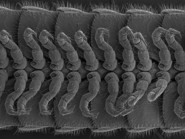 真の腿玩年：有414条腿和4根铅笔的千足虫