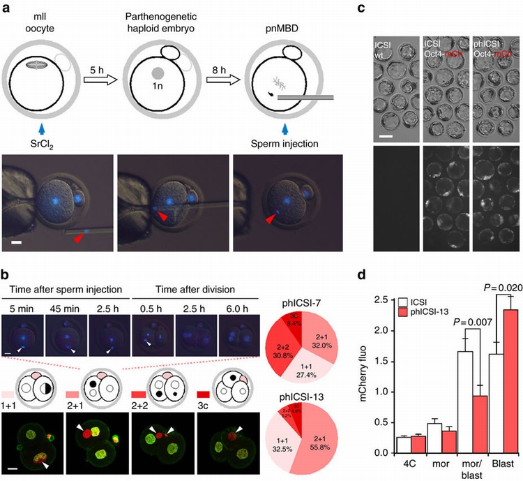 图片来源：Nature Communications