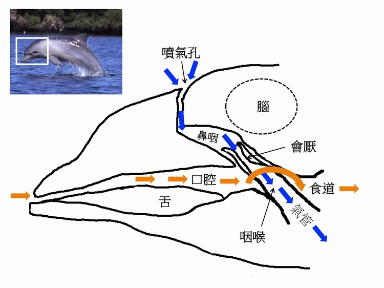 图二：鲸豚头部解剖卡通解说图。橘色箭头表示食物进入肠胃道的路径，蓝色箭头表示空气进入肺部的路径。图片来源：笔者自绘，参考Dawson et al. (2016) Figure 3，左上方海豚图取自维基百科。 