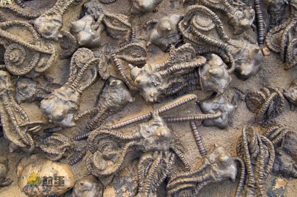 传说中的“二叠纪大灭绝”并没有那么“大”