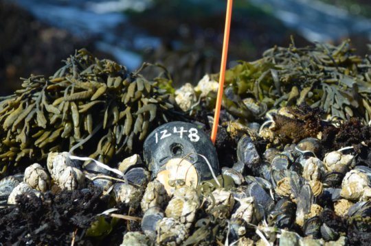 默默守护海洋18年的机械贻贝