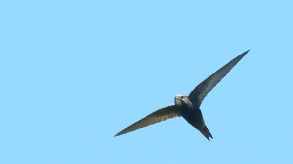 这鸟虽小，但是能连续飞10个月