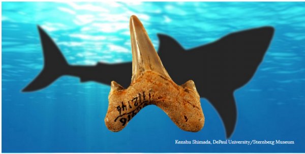 史前巨鲨新发现：最大的鲨鱼