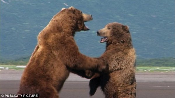 如果男性少于女性，男性发生滥交和冲突的几率越大？