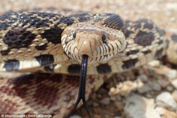 为什么蛇只能靠爬的?科学家给出终极解释