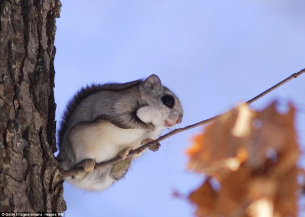 神奇动物在哪里？