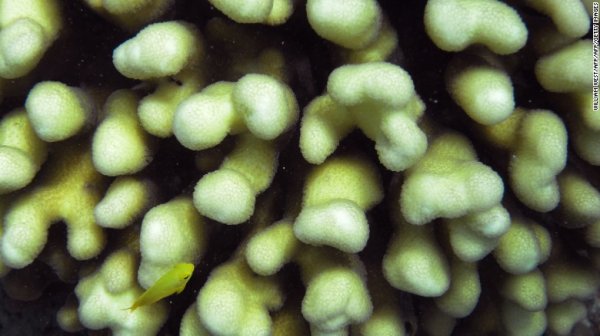 大堡礁还没有死透,但是亟待保护