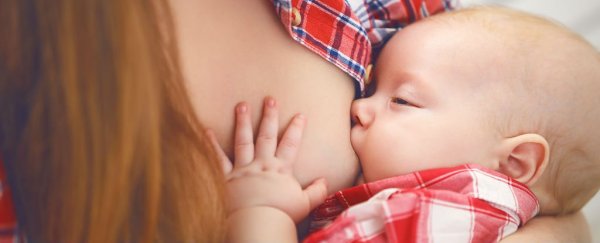 女性的乳房完成哺乳后会自毁
