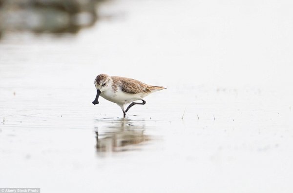 神奇动物在哪里？