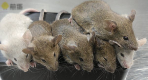 皮肤细胞变卵子，同性生殖不是梦