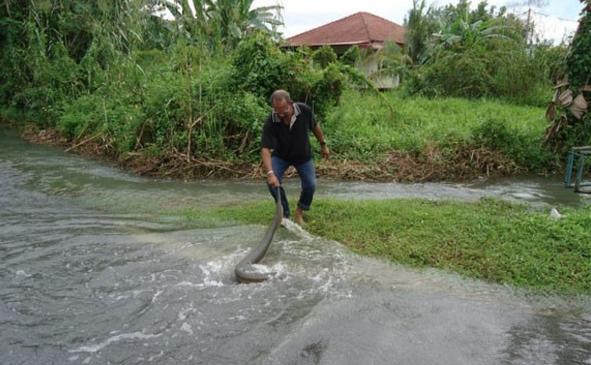 揭秘马来西亚1.7米的巨型“水蛭” 到底是何方神圣？