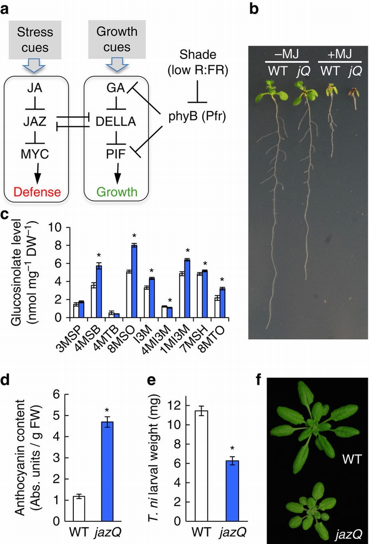 jazQ五重突變株的性狀。圖片來源：Nature Communication