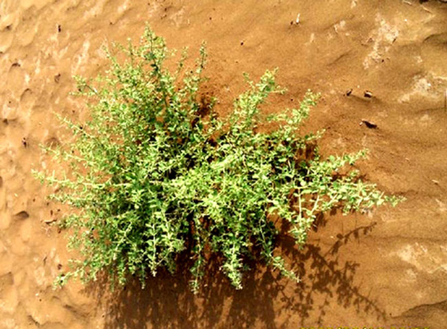 骆驼刺-张鑫摄影8