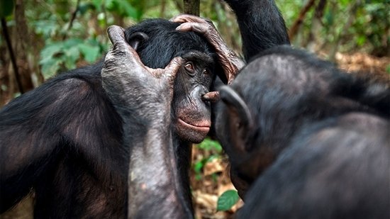 图片来源:Anup Shah/Visuals Unlimited, Inc.