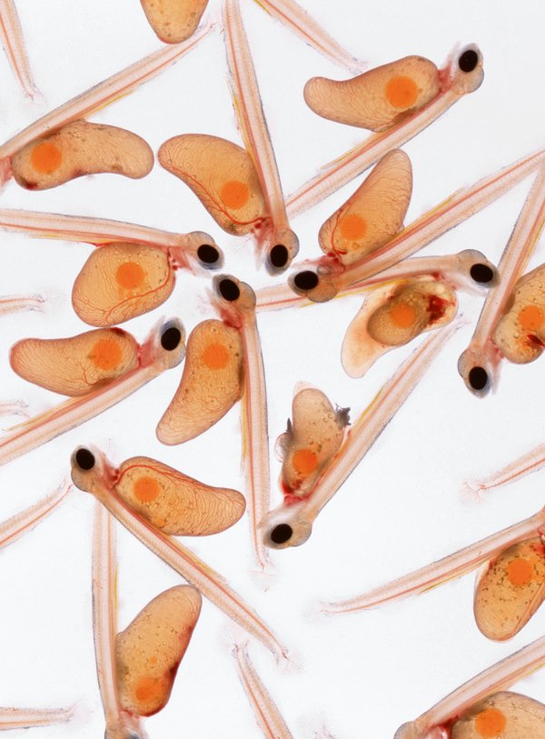 9幅图片带你领略进化的力量