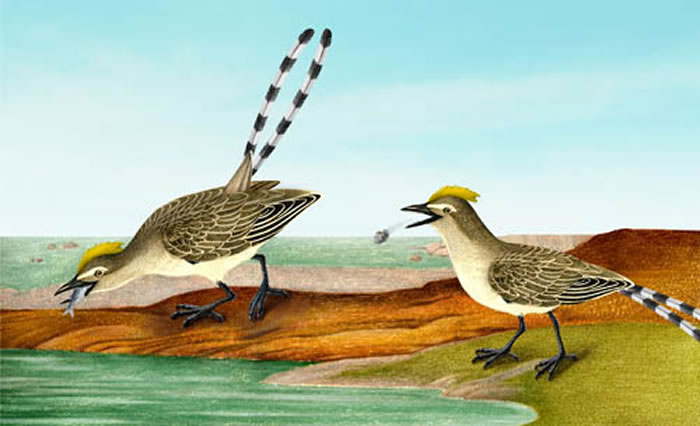 食鱼反鸟的生活复原图(史爱娟绘制)