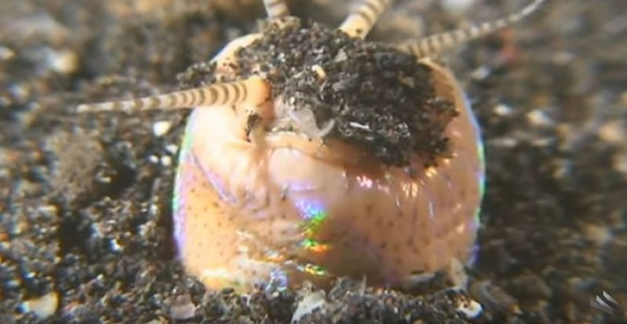海底杀手“博比特虫”（Bobbit Worm）潜伏海底沙子 瞬间捕食小鱼
