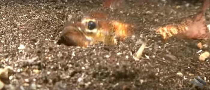 海底杀手“博比特虫”（Bobbit Worm）潜伏海底沙子 瞬间捕食小鱼