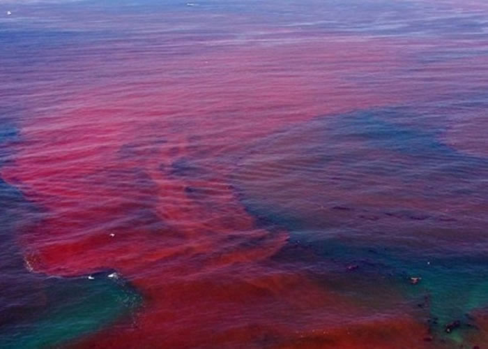 团队期望机器人可解决红潮等藻华现象。