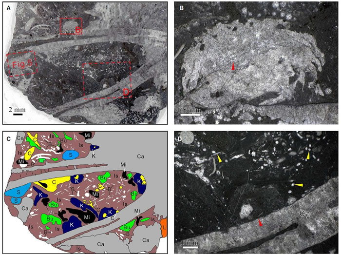 瓶筐石中央腔内的各种化石。A. 显示瓶筐石中央腔的薄片照片;B. 附着在瓶筐石外壁的泡沫层孔海绵碎片;C. 瓶筐石中央腔的薄片照片彩色临摹图;D.瓶筐石内的海绵