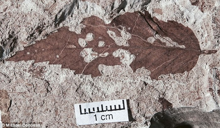 恐龙灭绝事件发生后南半球生态系统恢复的速度是北半球的两倍